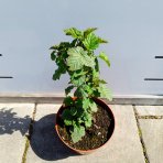 Malina - Malinový medveď (Rubus idaeus x 'Hararasp') ´RASPBEARY´® - výška 20-30 cm, kont. C2L (-24°C) - KRÍKOVÁ